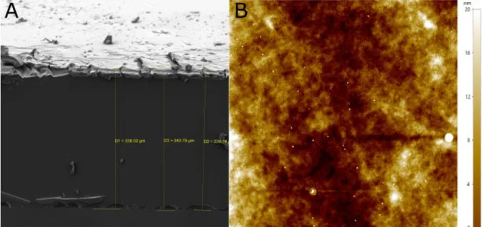 Figure S7: (A) SEM micrograph of crosssection of a thermally polymerized E3 film. (B) AFM image of  the surface of a thermally polymerized E3 film