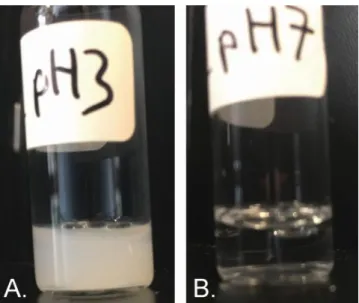 Figure S3: A: MS2 aggregation at pH = 3.0 led to a turbid appearance of the sample due to multiple 