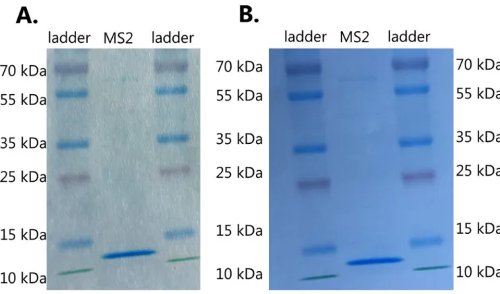 Figure S5: A: SDS-PAGE gel of 1 st  batch of purified MS2. B: SDS-PAGE gel of 2 nd  batch of purified  MS2