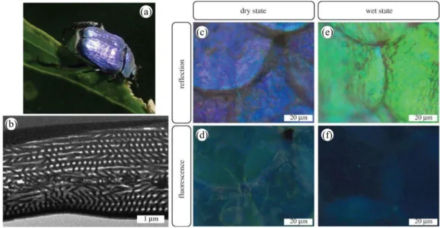 Figure 4: The blue-violet iridescent appearance of the male H. coerulea beetle (a) originates from a periodic photonic multilayer (b) located within the scales covering its body (c)