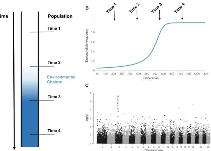 Figure 2. Illustration of how to track genetic adaptation of a population to environmental change through time