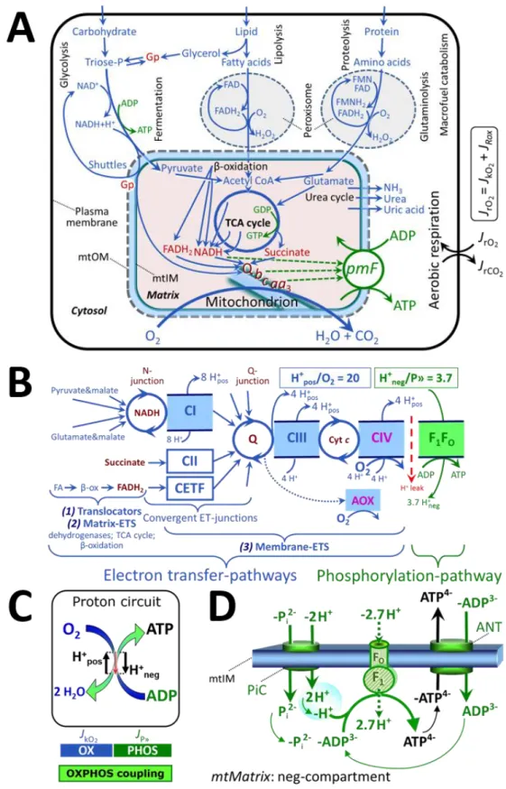 Figure 2. Cell respiration and oxidative phosphorylation (OXPHOS) 