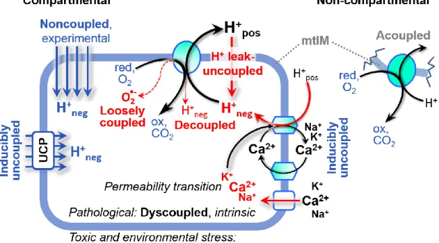 Figure 3. Mechanisms of respiratory uncoupling 