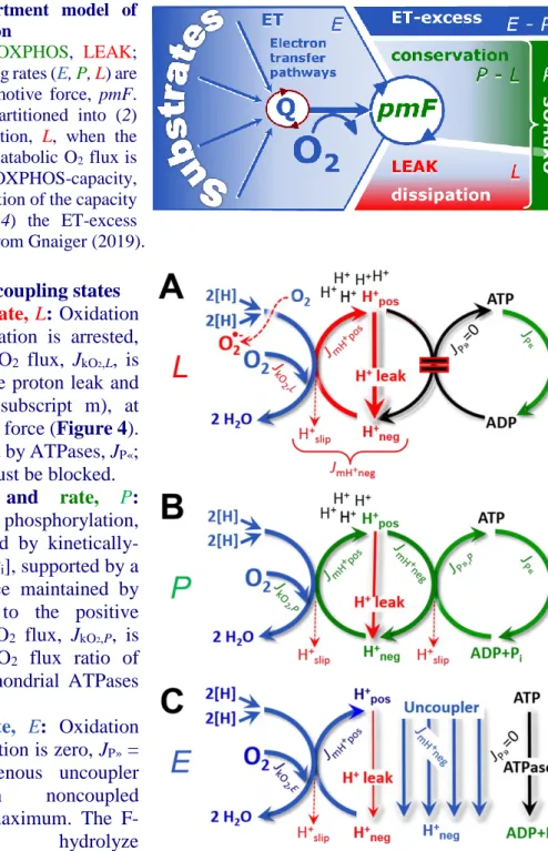 Figure  4.  Four-compartment  model  of  oxidative phosphorylation 