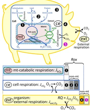 Figure 1. Internal and external respiration  (mt) Mitochondrial catabolic respiration, J kO 2 , 