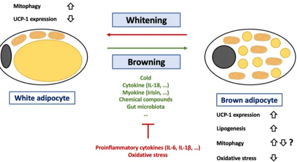 Figure 4. Regulation of browning of white adipocytes.  Abbreviations: IL (Interleukin), UCP-1  (Uncoupling Protein-1)
