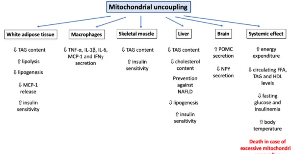 Figure 5. Systemic effect of mitochondrial uncouplers on different organs in the context of obesity and  type 2 diabetes