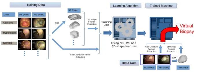 Fig. 1. General diagram of our system to perform virtual biopsy. The training data containing different videos from each class is used by the learning algorithm to generate a trained machine