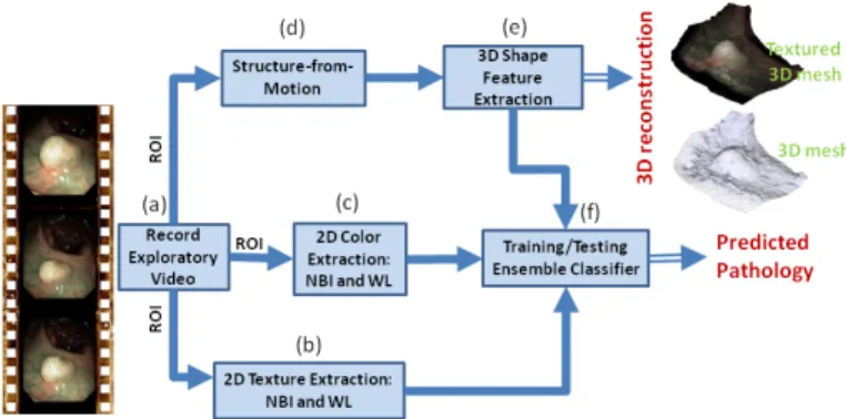 Fig. 3. Main pipeline of our method for classification of lesions. (a) is the input of our method which consists of a sequence of images showing the target lesion from different angles