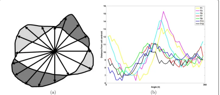 Figure 5 Illustration of edge feature extraction: (a) measuring protrusion or retraction displacements: heavy gray represents the protruded region while the light gray region represents retracted region, and (b) edge activity along the whole periphery, dif