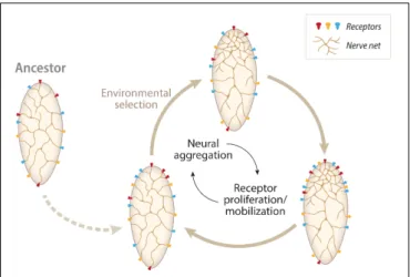 FIGURE 1 | A diagram representing one scenario for the evolution of centralized nervous systems from nerve-net precursors
