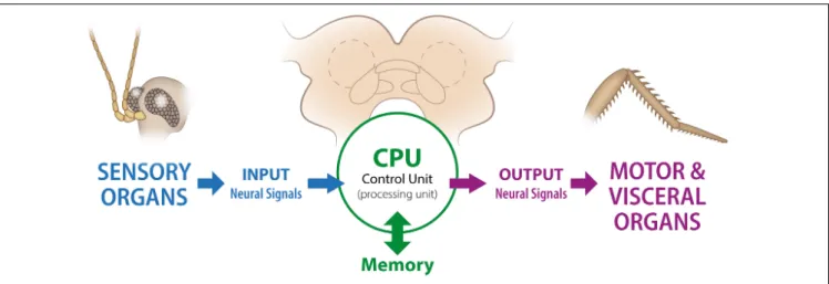 FIGURE 2 | Schematic representation of the “brain as a computer” concept. This diagram is based on the so-called “von Newman architecture scheme”, which was originally proposed as a representation of a digital computer
