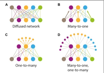 FIGURE 3 | Types of information flow patterns that were specialized during brain evolution and in different clades