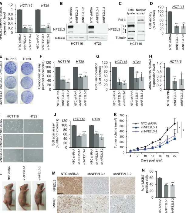 Figure 2. NFE2L3 Is Required for Colon Cancer Cell Growth In Vitro and In Vivo