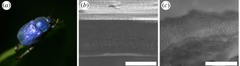 Figure 1. Structurally coloured elytra of H. coerulea. (a) The blue-violet iridescent colour displayed by the male H