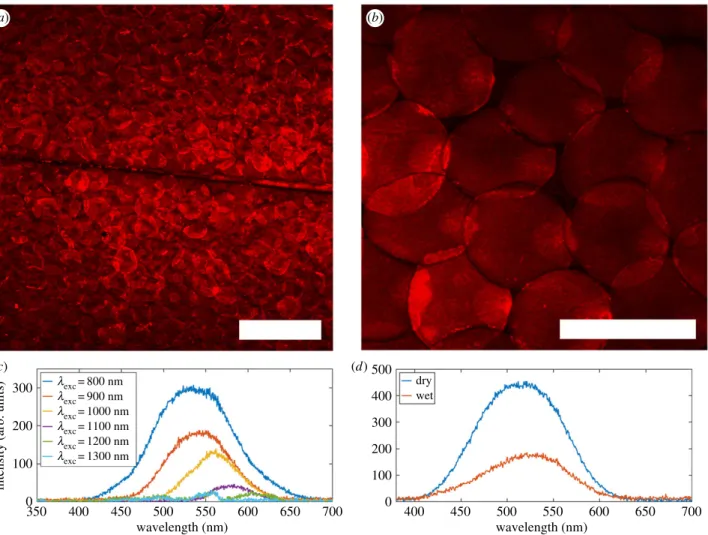 Figure 3. Two-photon excitation fluorescence response of H. coerulea’s elytra. The elytra of the male H