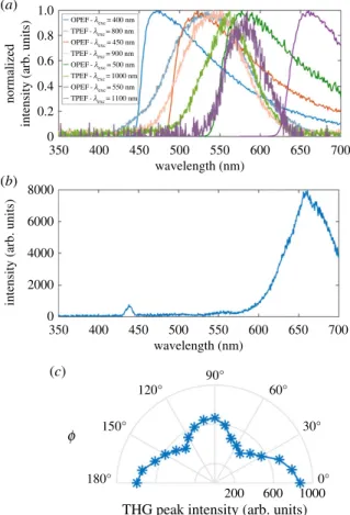 Figure 4. OPEF, TPEF and THG responses from H. coerulea’s elytra. (a) OPEF and TPEF emission spectra (replotted, respectively, from figure 2b and figure 3c, after normalization) are radically different in shape, peak position and FWHM, suggesting that diff