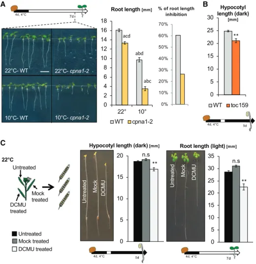 Figure 8. cpna1-2 is a temperature- temperature-sensitive chloroplast chaperonin, which phenocopies cpna2-4; toc159 mutants display abnormal skotomorphogenic development; and DCMU-treated  de-veloping seeds produce seedlings with developmental defects