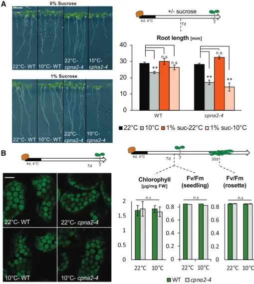 Figure 9. Seedling developmental de- de-fects are not corrected by exogenous Suc nor are they associated with defective photosynthesis