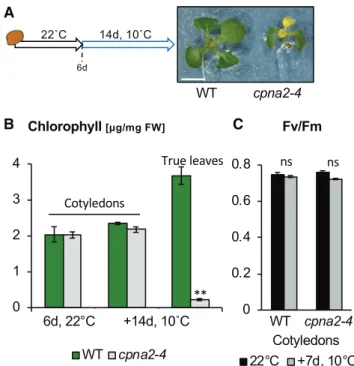Figure 2. cpna2-4 mutant seedlings display cold sensitivity only in tissues newly produced under cold conditions