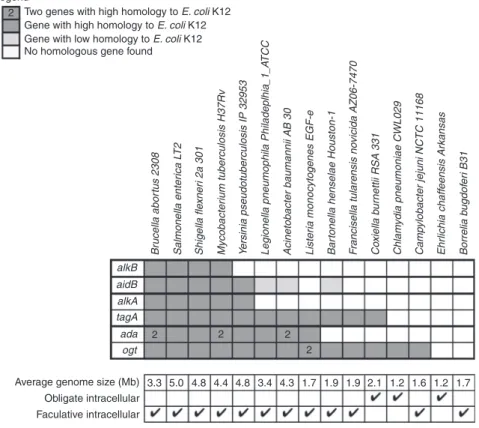 Fig. 1 Conservation of genes coding for alkylated DNA repair proteins. Genes were grouped by function