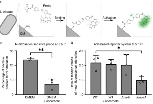Fig. 3 Production of N-nitroso compounds inside host cells. a Schematic representation of the N-nitrosation-sensitive probe reacting with primary amine from B