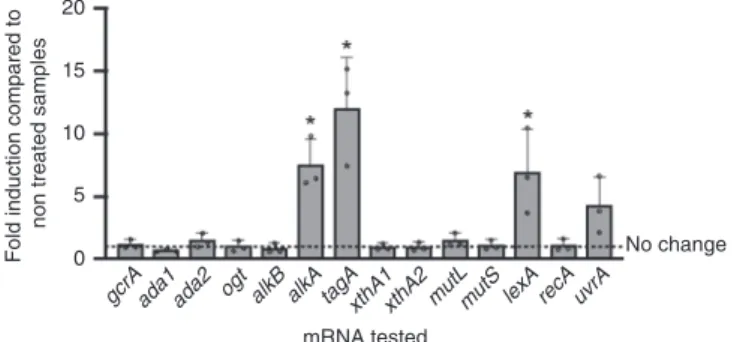 Fig. 5 Gene expression following MMS treatment. RT-qPCR was performed on exponential phase B