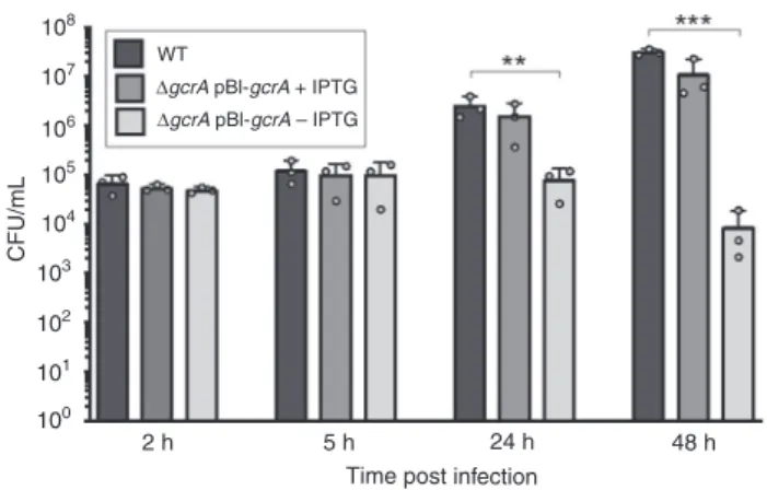 Fig. 6 Targets and functions of the transcription factor GcrA. a GcrA-binding sites detected by ChIP-seq