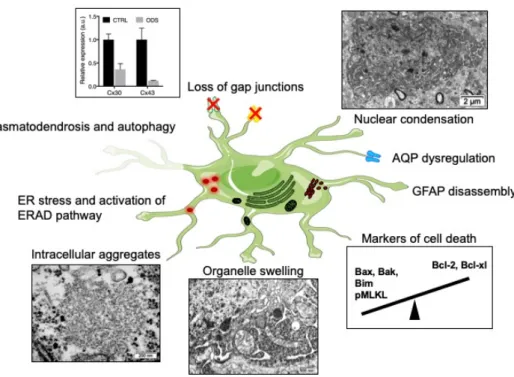 Figure 1. Astrocytopathy during osmotic demyelination.  Major changes observed in astrocytes of  demyelinating-prone regions include: downregulation of gap junctions (Cx30 and Cx43) [44,48],  dysregulation of aquaporin expression (AQP1 and AQP4) [113], ER 