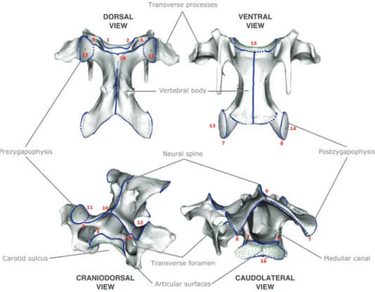 Fig. 1   Cervical vertebrae  anatomy and landmarks  loca-tions used in our analysis (sixth  vertebrae of Gyps fulvus)