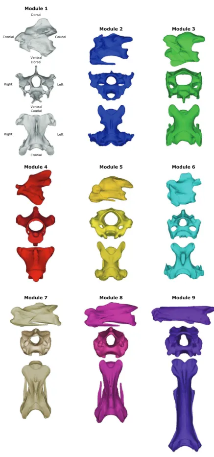 Fig. 2   Mean shape meshes of  the nine modules identiﬁed by  Gaussian mixture VentralDorsalCranial Caudal Dorsal VentralRight Left CranialCaudalRight LeftModule 1 Module 2 Module 3