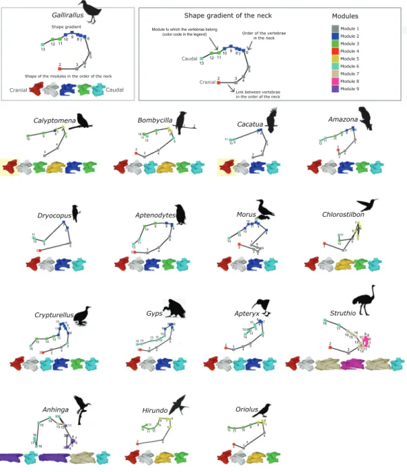 Fig. 3   Shape trajectories of the 16 species and order of the modules along the neck