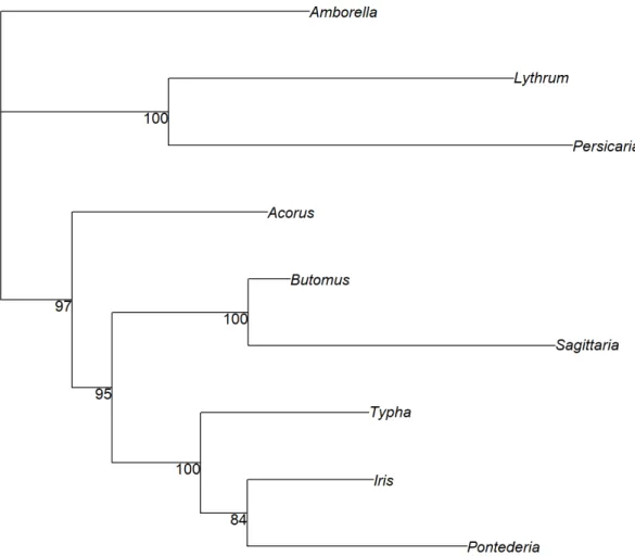 Figure S1:   Phylogenitic relationship  among the resident species using molecular  phylogenetic analysis by Maximum Likelihood method