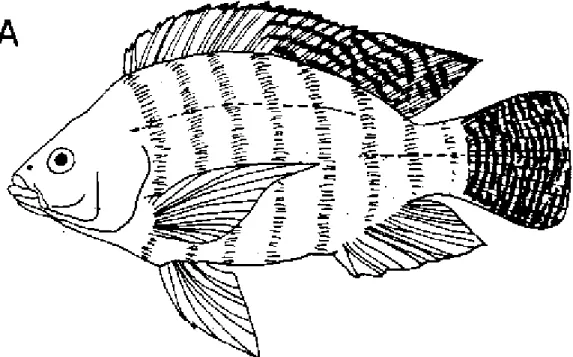 Figure 1.1. Caractéristiques morphologiques spécifiques de Tilapia nilotica - B: tête de T