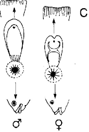 Figure 1.1. Caractéristiques morphologiques spécifiques de Tilapia nilotica - C: papilles  génitales de T