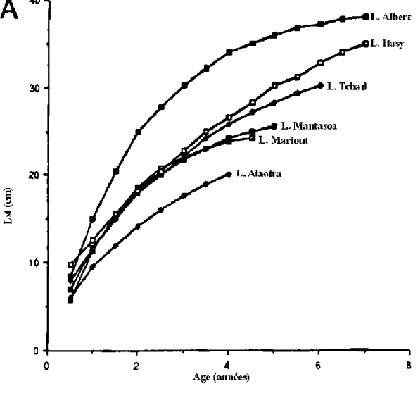 Figure 1.3. Comparaison de la croissance sexes groupés de T. nilotica dans différents lacs  africains (A) (modifié d'après MOREAU, 1979) (P: poids, Lst: longueur standard) 