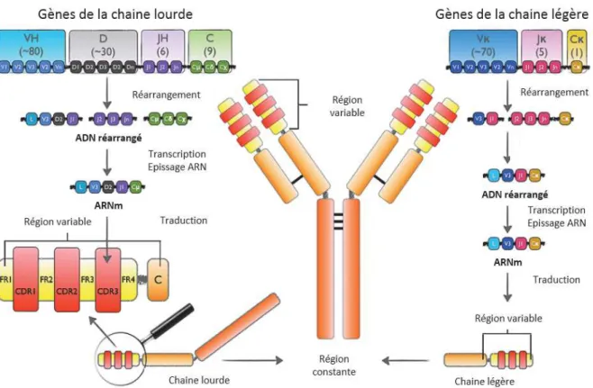 Figure 3 : Visualisation des segments V, D, J des anticorps et processus de recombinaison 