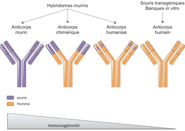 Figure 9: L’immunogénicité des anticorps selon la technique de leur sélection