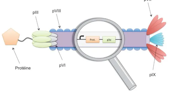 Figure 10: Schéma de la structure du phage filamenteux   