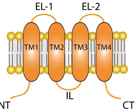 Figure 9 : Topologie membranaire des connexines. NT : domaine N-terminal, TM 1 à 4 : segments  transmembranaires, EL 1 et 2 : boucles extracellulaires, IL : boucle intracellulaire, CT : domaine  C-terminal (adaptée de Retamal MA et al., 2015)