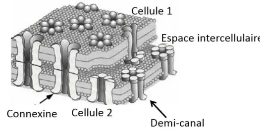 Figure  10  :  Organisation  des  demi-canaux  et  canaux  de  jonction  à  la  membrane de cellules adjacentes (Adaptée de Loewenstein WR et al