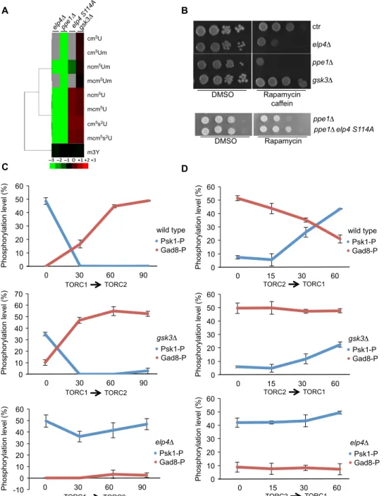 Fig. 6. The balance between TORC1 and TORC2 pathways is regulated by Elongator. (A) Cluster analysis visualization of changes in the relative levels of all detectable  Elongator-dependent modified ribonucleosides in the indicated strains