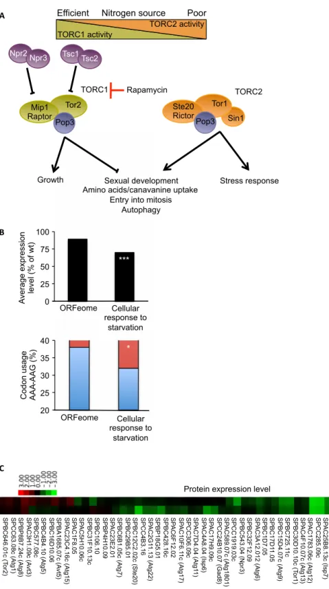 Fig. 1. The Elongator complex regulates the expression of components of TORC1/TORC2 signaling pathways