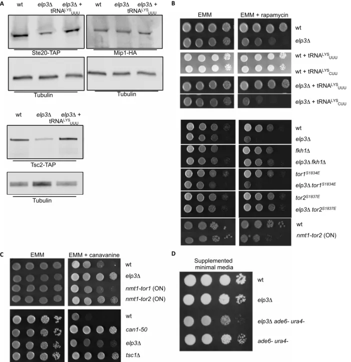 Fig. 2. The Elongator complex regulates the balance between TORC1 and TORC2 activities