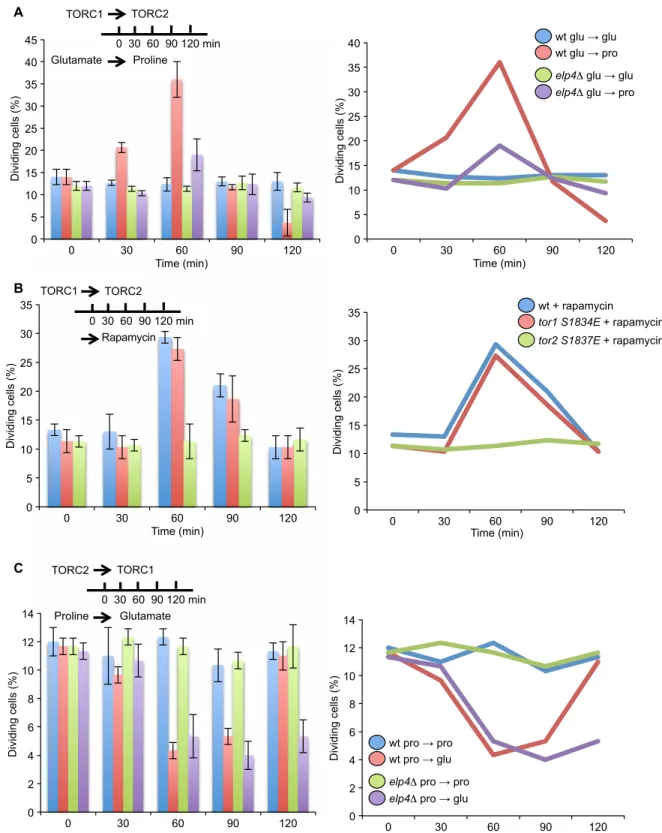 Fig. 3. The Elongator complex is required for the nutrient-dependent shift between the TORC1 and TORC2 complexes