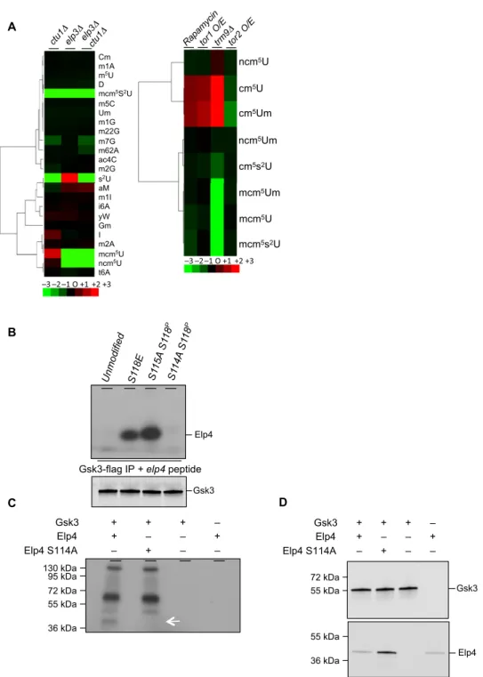 Fig. 4. The TORC1/TORC2 pathway controls the level of the Elongator-dependent modifications