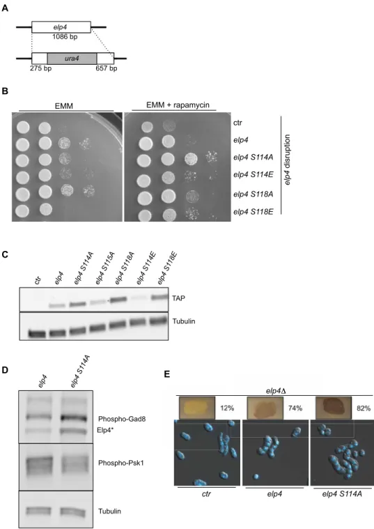 Fig. 5. The S114A mutant is the hyperactive version of Elp4. (A) A schematic of the disrupted allele retaining the first 91 amino acids of Elp4