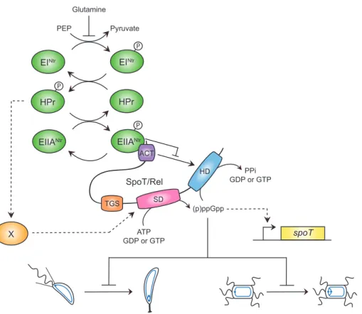 Figure 6. EIIA Ntr ∼ P binds the ACT domain of SpoT and inhibits its hydrolase activity
