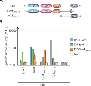Figure 1. The ACT domain is required for the interaction between SpoT and EIIA Ntr ∼ P in a bacterial two-hybrid assay