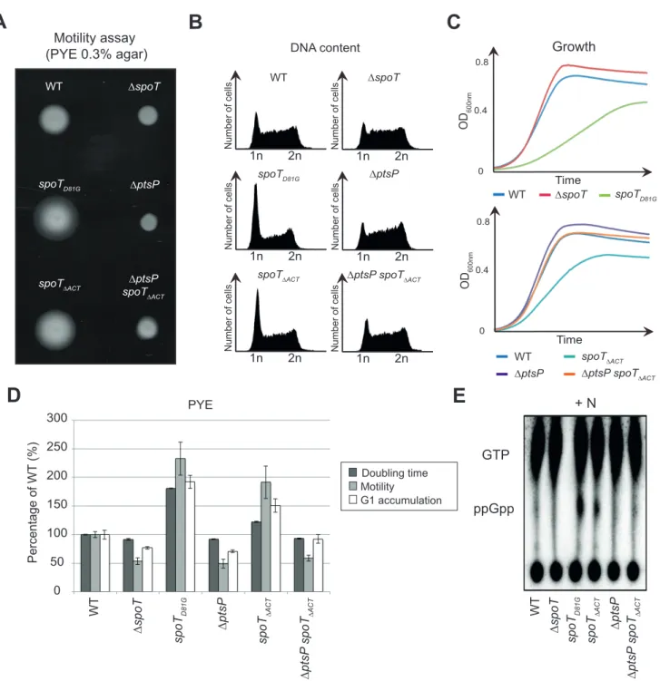 Figure 2. Inactivation of the ACT domain of SpoT leads to (p)ppGpp accumulation, which consequently extends the G1 / swarmer cell lifetime of C